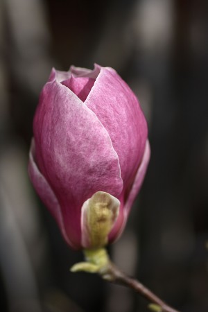 Magnolia Pink Bud